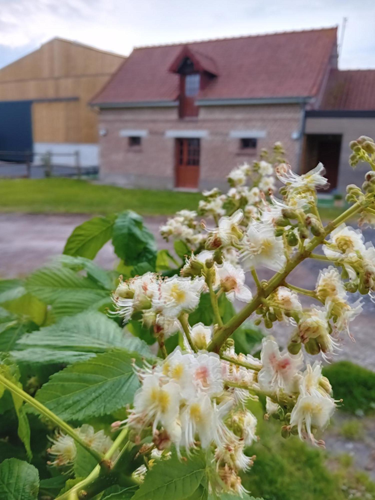 Gite Ferme Du Marronnier Derchigny Exteriör bild